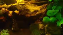 Aquarium "Wilde Horde"