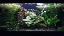 Aquarium Wilder Mix...aber mir gefällts
