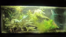 Aquarium Wirbellose
