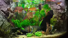 Aquarium Woha Meta