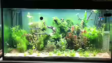 Aquarium Wohnzimmeraquarium