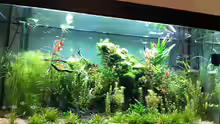 Aquarium Wohnzimmeraquarium