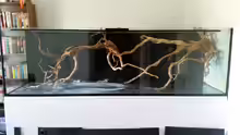 Aquarium Wurzelbiotop 2 (Nur noch als Beispiel)