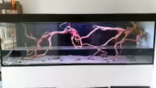 Aquarium Wurzelbiotop 2 (Nur noch als Beispiel)