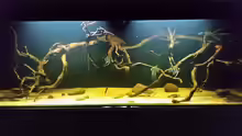 Aquarium Wurzelbiotop 2 (Nur noch als Beispiel)