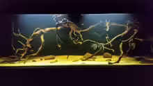 Aquarium Wurzelbiotop 2 (Nur noch als Beispiel)