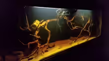 Aquarium Wurzelbiotop 2 (Nur noch als Beispiel)