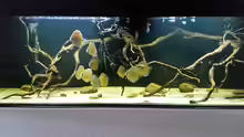 Aquarium Wurzelbiotop 2 (Nur noch als Beispiel)