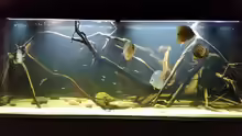 Aquarium Wurzelbiotop