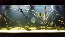 Aquarium Wurzelbiotop