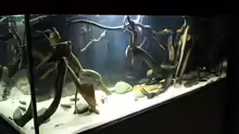 Aquarium Wurzelbiotop