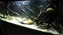 Aquarium Wurzelbiotop