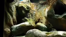 Aquarium Yellowhome
