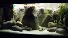 Aquarium Yellowhome