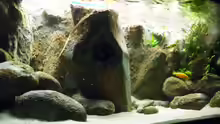 Aquarium Yellowhome