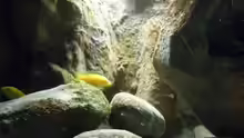 Aquarium Yellowhome