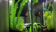 Aquarium Zebra`s Mini-AQ