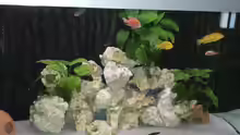 Aquarium