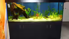 Aquariumkauf September 2007