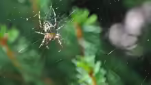 Araneus diadematus