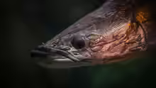 Arapaima
