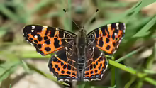 Araschnia levana