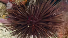 Arbacia punctulata