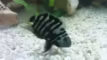 Archocentrus nigrofasciatus Zebra-Buntbarsch (Süd & Mittelamerika)_2x