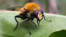 Arctophila superbiens