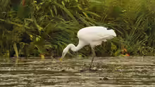 Ardea alba