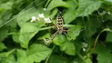 Argiope bruennichi