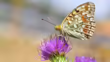 Argynnis adippe