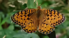 Argynnis aglaja