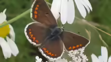 Aricia agestis