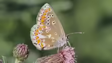 Aricia artaxerxes