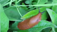 Arion vulgaris
