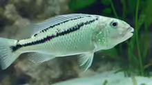 Aristochromis christyi  