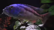 Aristochromis Christyi M