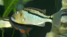 Aristochromis christyi