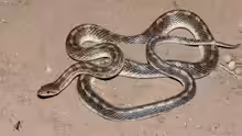 Arizona elegans