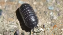 Armadillidium vulgare