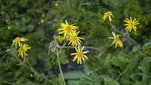 Arnica montana