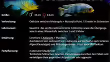Artbeschreibung Petrotilapia Yellow Chin