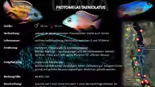 Artentafel Protomelas taeniolatus