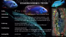 Artentafel Siaenochromis Fryeri