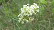 Asclepias verticillata