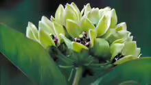 Asclepias viridis