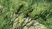 Asparagus officinalis