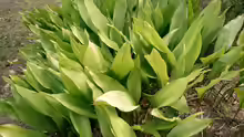 Aspidistra elatior