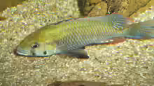 Astatotilapia calliptera Male